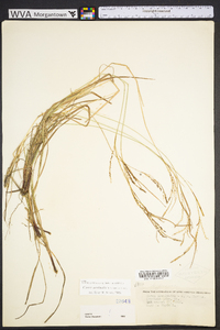 Carex aestivalis image