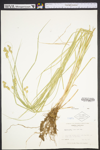 Carex alata image