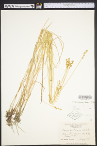 Carex albolutescens image