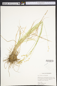 Carex albolutescens image