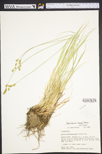 Carex albolutescens image