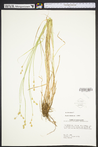 Carex albolutescens image