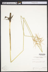 Cyperus articulatus image