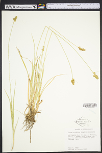 Carex austrina image