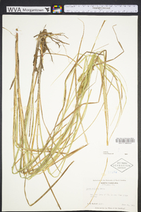 Carex bullata image