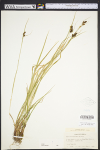 Carex caroliniana image