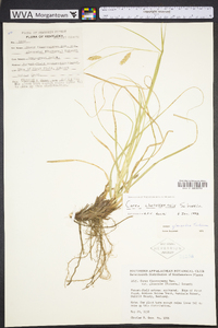 Carex cherokeensis image