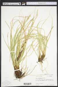 Carex cherokeensis image