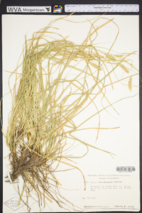 Carex cherokeensis image