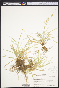 Carex cherokeensis image