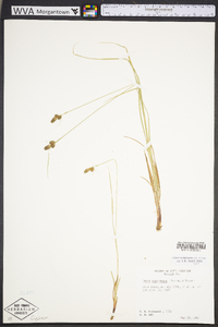 Carex complanata image