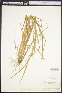 Carex crebriflora image