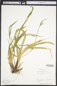 Carex crebriflora image