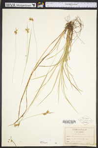 Carex dasycarpa image