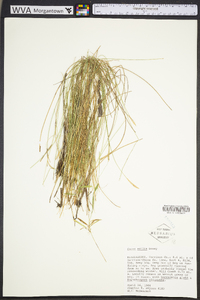 Carex exilis image