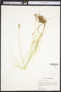 Carex festucacea image