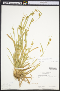 Carex flaccosperma image