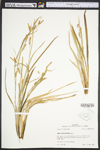 Carex flaccosperma image