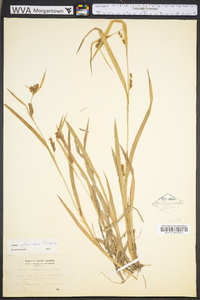 Carex glaucodea image