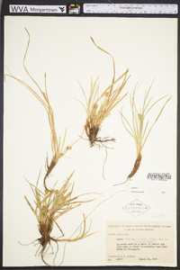 Carex floridana image