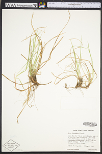 Carex floridana image