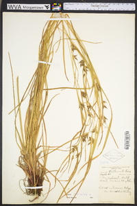 Carex folliculata image