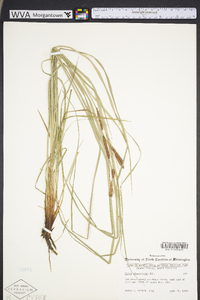 Carex glaucescens image