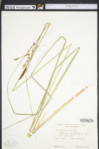 Carex glaucescens image