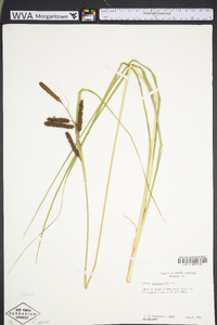 Carex glaucescens image