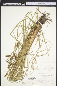 Carex glaucescens image