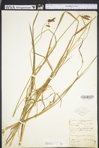 Carex glaucescens image