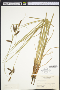 Carex glaucescens image