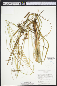 Carex glaucescens image