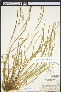 Carex grisea image