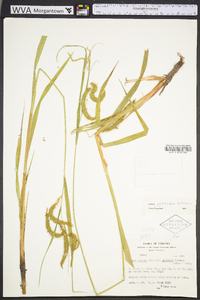 Carex gynandra image