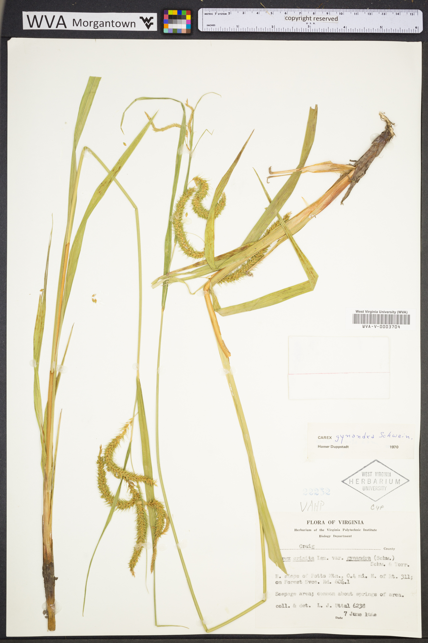 Carex gynandra image