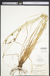 Carex caroliniana image