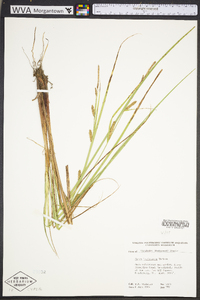 Carex lasiocarpa image