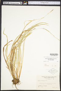 Carex laxiculmis image