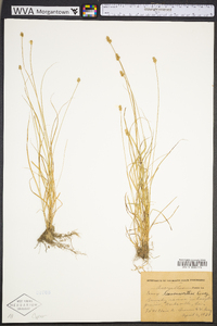 Carex leavenworthii image