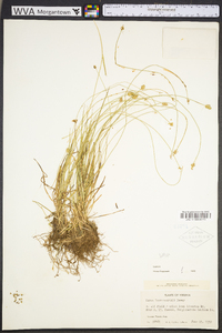 Carex leavenworthii image