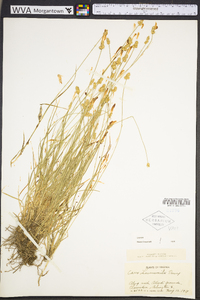 Carex leavenworthii image