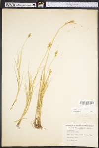 Carex longii image