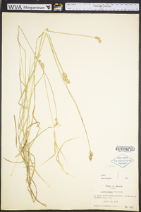 Carex longii image