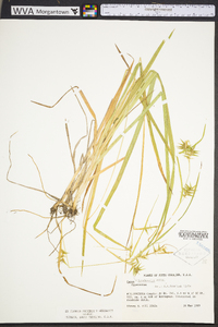 Carex lonchocarpa image