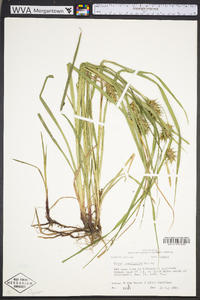 Carex louisianica image