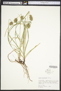 Carex louisianica image