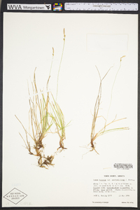 Carex lucorum image