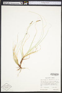 Carex lucorum image