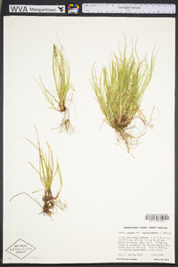 Carex lucorum image